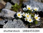 
Grown in the rock, in the foreground a flowering plant of Pulsatilla alpina subsp. apiifolia, a perennial herbaceous plant with whitish and yellowish flowers, in the Gran Paradiso National Park,Italy