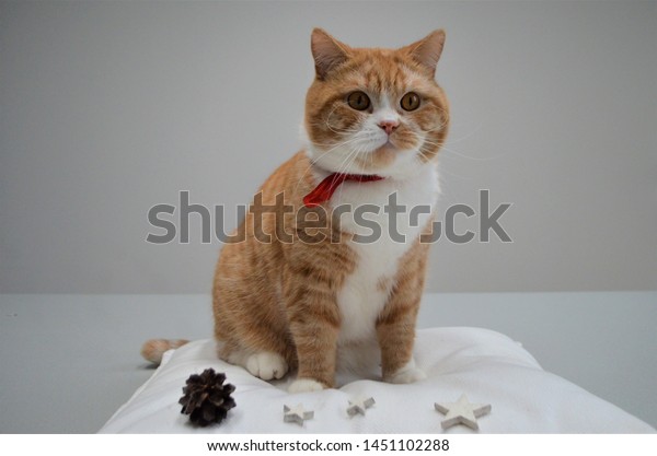 Grown Yellow Orange Red British Shorthair Stock Photo Edit Now