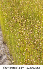 Grows Flax On The Field