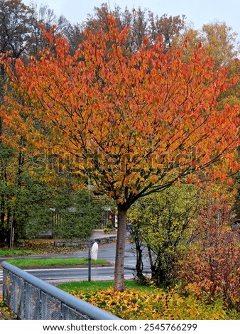 It grows to a height of 5-10 m and forms a dense funnel-shaped crown. In autumn, they are colored in shades of orange and yellow. blooms in April before foliage, with pink flowers