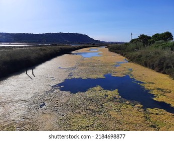 Growth Of Algae Due To Eutrophication