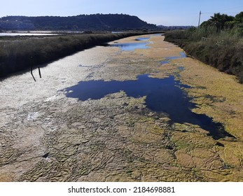 Growth Of Algae Due To Eutrophication