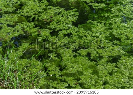 Growth of algae due to eutrophication
