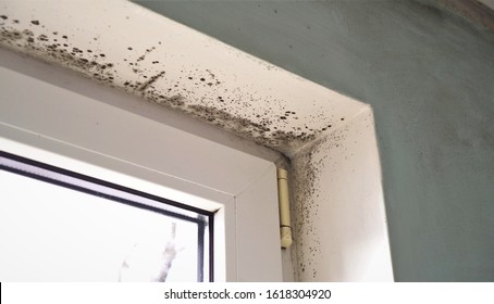 Growth of black mold on the walls inside an apartment building. Moisture indoors and the appearance of mold