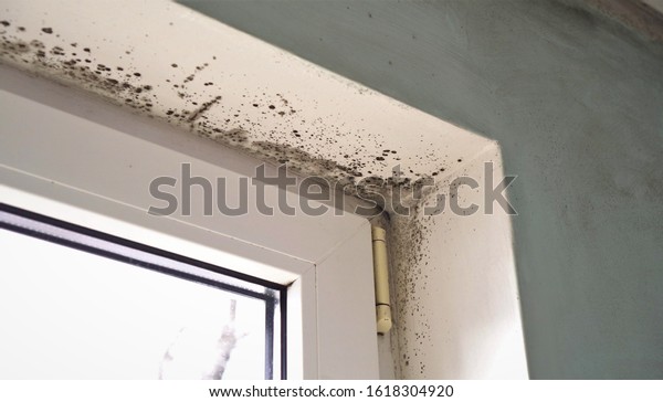 Growth of black mold\
on the walls inside an apartment building. Moisture indoors and the\
appearance of mold