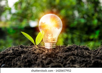 Growth concept. Including learning, education, investment, business sector, technology, innovation. Comparison of bulbs grown in the soil and illuminating the sides, with leaves