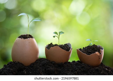 Growth Of The Eggshell Plant On Nature Background.