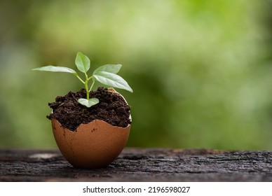 Growth Of The Eggshell Plant On Nature Background.