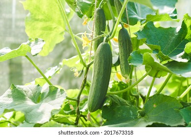 The growth and flowering of greenhouse cucumbers. Growing organic food products. Cucumber harvest. High quality photo - Shutterstock ID 2017673318