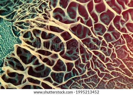 Growth of fungi that decompose plastic for recycling in a petri dish