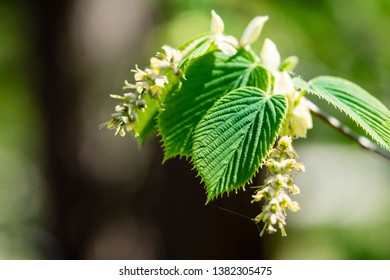 Growth Green European Hornbeam Flowering