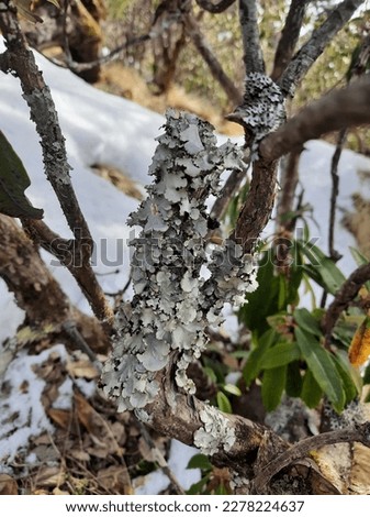 Growth of green lichen on bark of tree in Chamoli district of Uttarakhand India