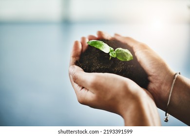 Growth, Innovation And Plant In Hands Of Ecology Entrepreneur Showing Development And Sustainability In Green Business. Woman Holding And Supporting Seed In Soil In A Growing Startup With Lens Flare