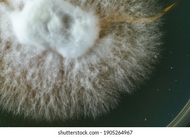 Growth Of A Mushroom Mycelium In A Test Tube. Using A Petri Dish With Agar In The Laboratory