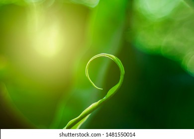 The Growth Of New Leaves That Grow In The Tropical Rainforest