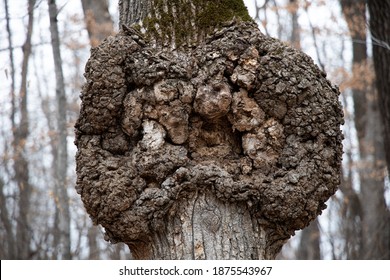 Growth On Tree That Looks Like An Alien Life Form.  