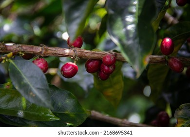 Growth Process Of A Coffee Plantation With The Common Problems That Every Coffee Grower Must Analyze In Their Plants