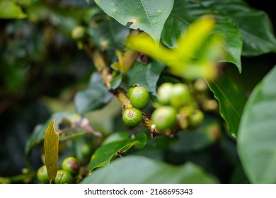 Growth Process Of A Coffee Plantation With The Common Problems That Every Coffee Grower Must Analyze In Their Plants