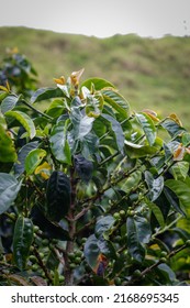 Growth Process Of A Coffee Plantation With The Common Problems That Every Coffee Grower Must Analyze In Their Plants