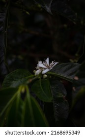 Growth Process Of A Coffee Plantation With The Common Problems That Every Coffee Grower Must Analyze In Their Plants