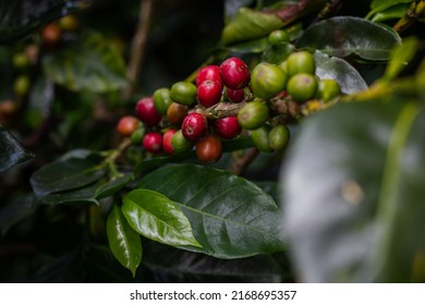 Growth Process Of A Coffee Plantation With The Common Problems That Every Coffee Grower Must Analyze In Their Plants