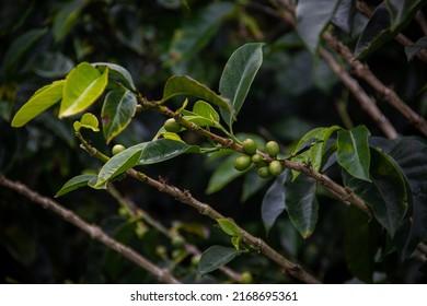 Growth Process Of A Coffee Plantation With The Common Problems That Every Coffee Grower Must Analyze In Their Plants