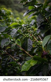 Growth Process Of A Coffee Plantation With The Common Problems That Every Coffee Grower Must Analyze In Their Plants