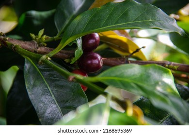 Growth Process Of A Coffee Plantation With The Common Problems That Every Coffee Grower Must Analyze In Their Plants