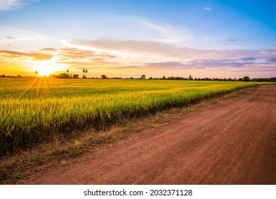 Growth rice field along the dirt road in the farmland at sunset in countryside of Thailand