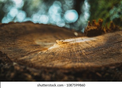 Growth Ring In The Wood Of The Trunk Of A Tree