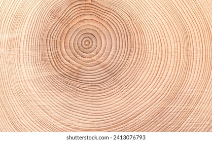 Growth rings of a spruce tree, horizontal cross section, cut through the dried trunk of an European spruce tree, Picea abies, showing annual or tree rings. A new layer of wood is added every year. - Powered by Shutterstock