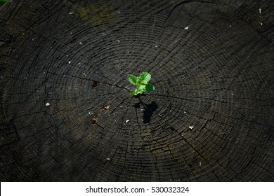 The growth of seedlings,development business concept,new life growth - Shutterstock ID 530032324