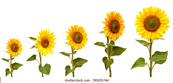 Sunflower Growth Stages Hd Stock Images Shutterstock