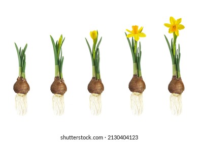 Growth stages of a yellow narcissus from flower bulb to blooming flower isolated on a white background