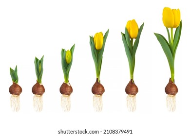 Growth stages of a yellow tulip from flower bulb to blooming flower isolated on a white background - Shutterstock ID 2108379491