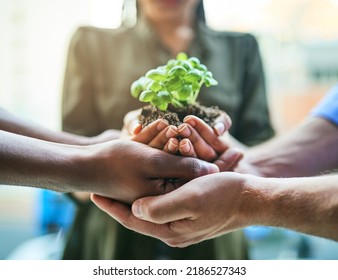 Growth, Teamwork And Plant In Hands Of Eco Group Of People For Agriculture And Collaboration In A Sustainable Green Business. Diverse People Holding And Supporting A Sprout In Soil In Growing