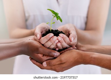 Growth, Teamwork And Sustainability Plant Support Hands Of Business People Holding Soil With Leaf Or Flower. Sustainable, Community And Eco Friends Palms In Collaboration For Earth Day Or Development