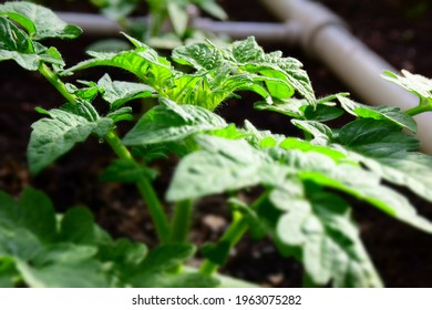 Growth of tomato plants inside a greenhouse. Stock Photo