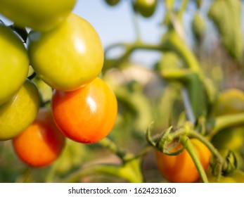 The Growth Of Tomato Plants Red And Green Tomato Hanging On Tree.