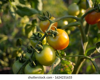 The Growth Of Tomato Plants Red And Green Tomato Hanging On Tree.