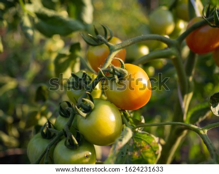 The growth of tomato plants red and green tomato hanging on tree.
