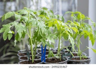 Growth of tomato seedlings in plastic glasses on a windowsill. Witness the emergence of delicate green leaves as the plants thrive indoors during spring - Powered by Shutterstock