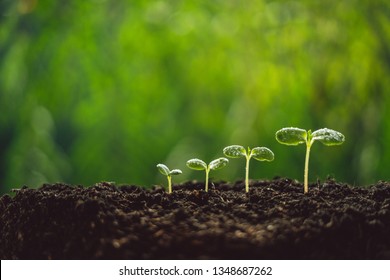 Growth Trees concept seedlings nature background Beautiful green