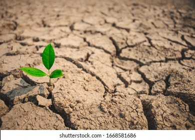 122,158 Drought plant Images, Stock Photos & Vectors | Shutterstock