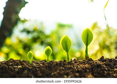 The growth of trees on the soil in nature - Shutterstock ID 1935992626