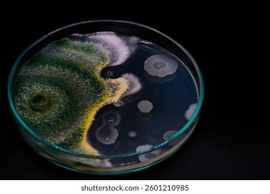 Growth of Trichoderma spp. in a Petri dish with potato dextrose agar (PDA), antagonism and antibiosis with Bacillus subtilis, antibiosis effect and Paecilomyces lilacinus