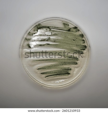 Growth of Trichoderma spp. in a Petri dish with potato dextrose agar (PDA), antagonism and antibiosis with Bacillus subtilis, antibiosis effect and Paecilomyces lilacinus