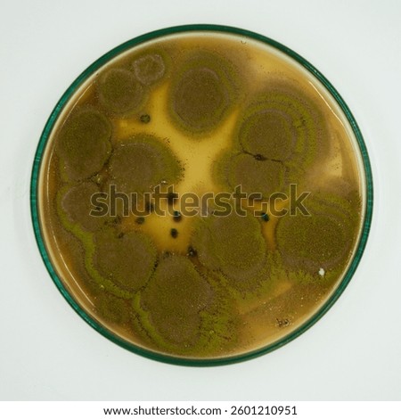 Growth of Trichoderma spp. in a Petri dish with potato dextrose agar (PDA), antagonism and antibiosis with Bacillus subtilis, antibiosis effect and Paecilomyces lilacinus