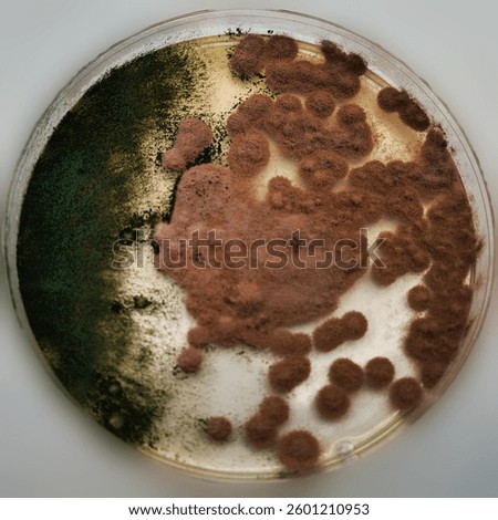 Growth of Trichoderma spp. in a Petri dish with potato dextrose agar (PDA), antagonism and antibiosis with Bacillus subtilis, antibiosis effect and Paecilomyces lilacinus