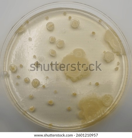 Growth of Trichoderma spp. in a Petri dish with potato dextrose agar (PDA), antagonism and antibiosis with Bacillus subtilis, antibiosis effect and Paecilomyces lilacinus